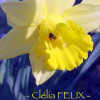 Clelia Felix