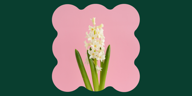 Цветущий чиллаут