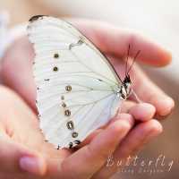 Sleep Surgeon - Butterfly