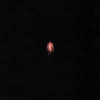 J. ROUH, SALUKI - SOLO