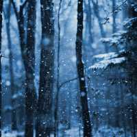 Iamalone - Let It Snow