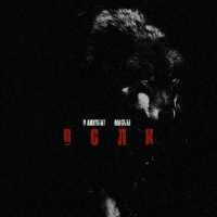 В АККУРАТ, Magvai - Волк