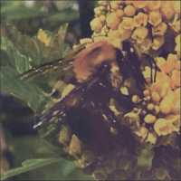 BRONCHO - Funny