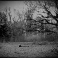 Lurmish - В парке туман