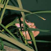 суперолег - До зари