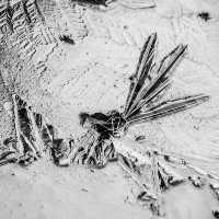 Jacob Groening & Kyrill & Redford - Macaco